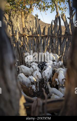 Ziegen, eingezäunte Jungtiere in einem Kraal, traditionelles Himba-Dorf, Kaokoveld, Kunene, Namibia, Afrika Stockfoto