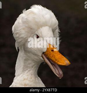 Ein Kopfschuss einer frechen Weißen Haubenente, Anas platyrhynchos, mit offenem Mund. Sieht aus, als ob es lacht. Nahaufnahme und gut fokussiert. Stockfoto