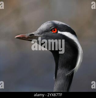 Eine Nahaufnahme, gut fokussierte Seitenansicht eines wunderschönen Demoiselle Krans, Grus virgo. Grauer Kopf mit weißer Feder und einem natürlichen, verschwommenen Hintergrund. Stockfoto