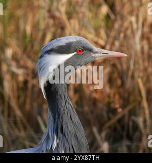 Eine Nahaufnahme, gut fokussierte Seitenansicht eines wunderschönen Demoiselle Krans, Grus virgo. Grauer Kopf mit weißer Feder und einem natürlichen, verschwommenen Hintergrund. Stockfoto