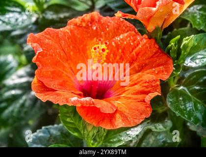 Nahaufnahme einer orangen Hibiskusblüte mit Wassertropfen Stockfoto