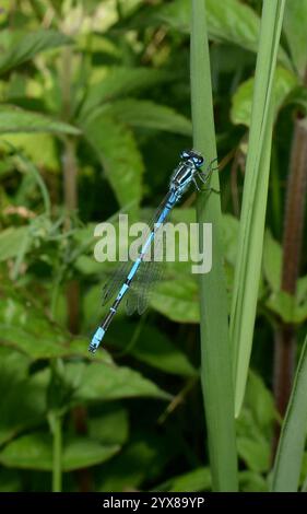 Eine männliche Azure-Jungfliege, Coenagrion puella, die auf der Vegetation ruht. Bunte Jungfrau vor natürlichem Hintergrund. Nahaufnahme und gut fokussiert. Stockfoto