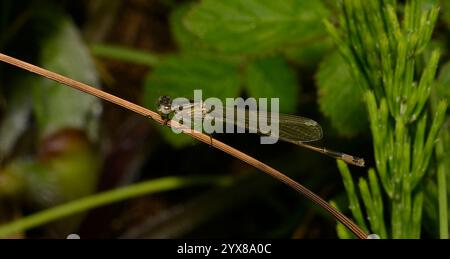 Ein Nahaufnahme-Bild einer weiblichen Blauschwanzfliege, Ischnura elegans, die sich zart an einem getrockneten Stierrausch festhält. Schön, Nahaufnahme, fokussiert. Stockfoto