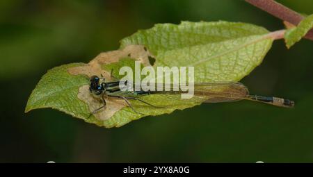 Eine sehr junge weibliche Blauschwanzfliege, Ischnura elegans, die auf einem verfaulenden Blatt ruht. Nahaufnahme und gut fokussiert mit verschwommenem Hintergrund. Stockfoto