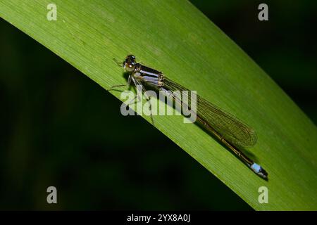 Ein wunderschönes Bild einer männlichen Blauschwanzfliege, Ischnura elegans, die sich auf einem breiten Blatt sonnt. Nahaufnahme und gut fokussiert mit exzellenten Details. Stockfoto