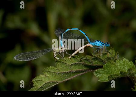 Ein Paarungspaar von gemeiner blauer Damselfliege, Enallagma cyathigerum. Nahaufnahme, gute Farben, gut fokussiert und ein natürlicher, unscharfer Hintergrund. Exquisit. Stockfoto