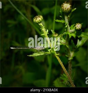 Eine weibliche Azurfliege, Coenagrion puella, auf einem Blatt. Eine gut fokussierte Seitenansicht mit natürlichem Hintergrund. Stockfoto