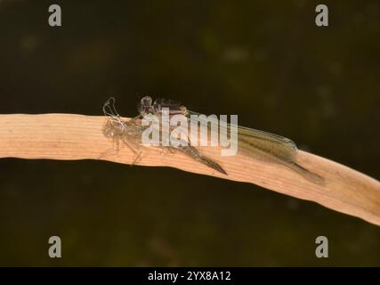 Eine neu entstandene weibliche Blaue Damselfliege, Enallagma cyathigerum, ruht auf einem getrockneten Blatt neben ihrem Larvenkasten. Gut fokussiertes Bild. Stockfoto