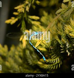 Ein wunderschöner männlicher gemeiner blauer Damselfliege, Enallagma cyathigerum, der auf einem Wacholderstrauch ruht. Ausgezeichnete Details, gut fokussiert, Nahaufnahme und hell. Stockfoto