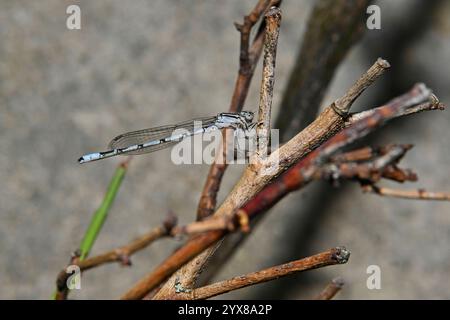 Eine Seitenansicht einer gewöhnlichen blauen Damselfliege, Enallagma cyathigerum, auf einem Zweig ruht. Ein gut fokussierter und blassblauer männlicher Damselfly. Stockfoto