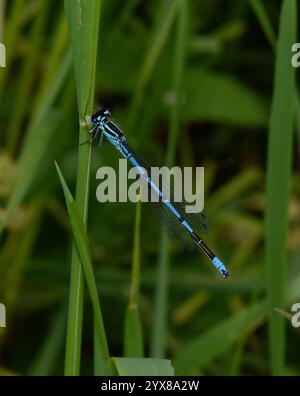 Eine männliche Azure-Jungfliege, Coenagrion puella, die auf der Vegetation ruht. Bunte Jungfrau vor natürlichem Hintergrund. Nahaufnahme und gut fokussiert. Stockfoto