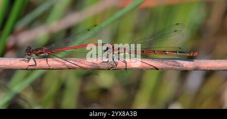 Ein paarendes Paar großer roter Jungfliege, Pyrrhossoma nymphula, gekoppelt, aber auf einem Zweig ruht. Ein helles, gut fokussiertes Bild mit verschwommenem Hintergrund. Stockfoto