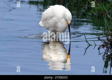 Schneebedeckter Reiher (Egretta thula) im Wasser, in den Feuchtgebieten von Huntington Beach, Kalifornien. Suche nach Fisch; seine Reflexion spiegelt sich im Wasser wider. Stockfoto