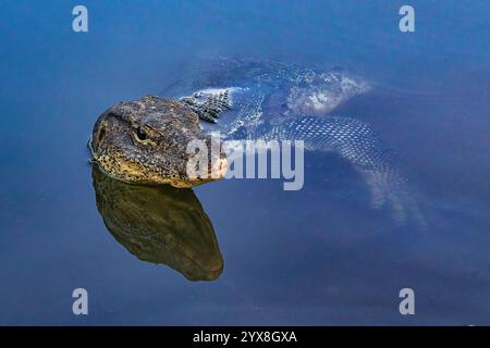 Asiatische Wasserwäscherichse (Varanus salvator) im See im Lumphini Park, Bangkok, Thailand. Kopf über Wasser, Blick in die Kamera. Reflexion über Wasser. Stockfoto