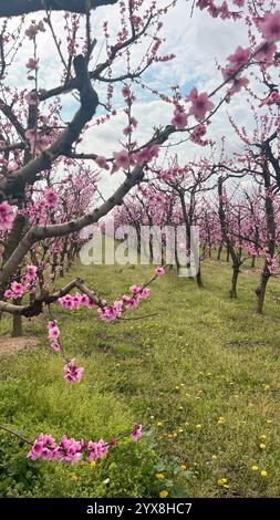 Pfirsichblüten-Gelassenheit in der griechischen Landschaft Stockfoto