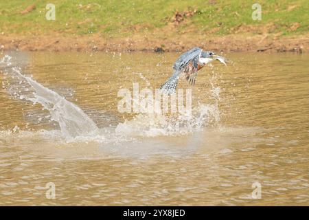 Der eisvogel wurde beringt, nachdem er in der Jagd nach Nahrung mit kleinen Fischfängen im Pantanal Brasilien getaucht war. Stockfoto