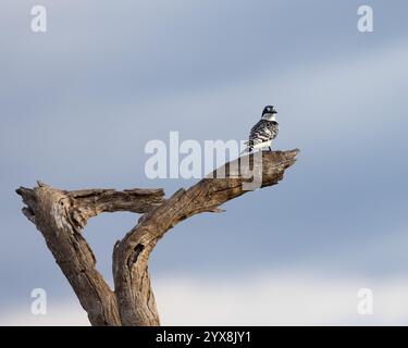 Rattenvogel hockte am Ufer des Wassers Stockfoto