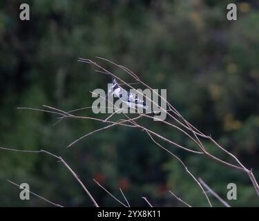 Rattenvogel hockte am Ufer des Wassers Stockfoto