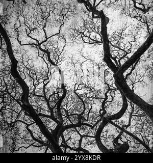 Grunge-Bild von dunklem Wald, perfekter Winterhintergrund. Stockfoto