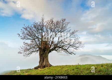 Schweiz, Baselland, Baselbiet, Oberbaselbiet, Eiche, Solothurn Stockfoto