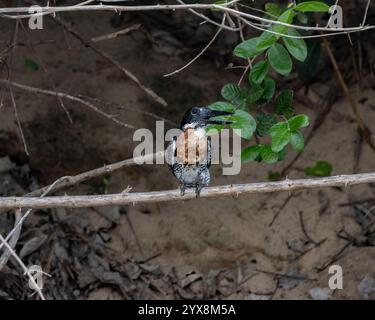 Rieseneisvögel, der über dem Fluss in Tansania thronte Stockfoto