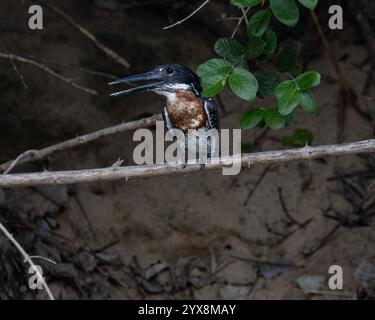 Rieseneisvögel, der über dem Fluss in Tansania thronte Stockfoto