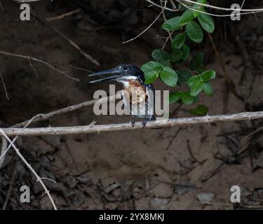 Rieseneisvögel, der über dem Fluss in Tansania thronte Stockfoto