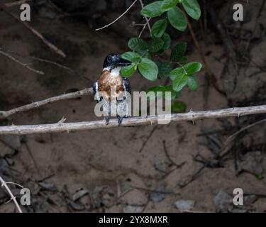 Rieseneisvögel, der über dem Fluss in Tansania thronte Stockfoto