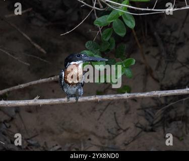 Rieseneisvögel, der über dem Fluss in Tansania thronte Stockfoto