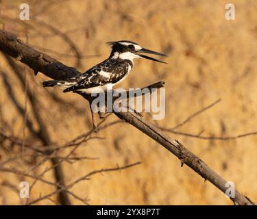 Rattenvogel hockte am Ufer des Wassers Stockfoto