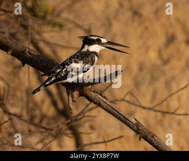 Rattenvogel hockte am Ufer des Wassers Stockfoto