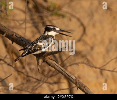 Rattenvogel hockte am Ufer des Wassers Stockfoto