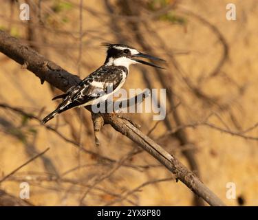 Rattenvogel hockte am Ufer des Wassers Stockfoto