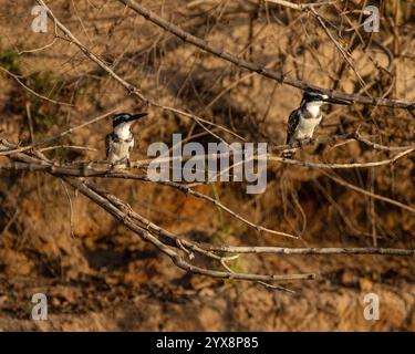 Rattenvogel hockte am Ufer des Wassers Stockfoto