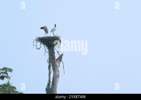 Zwei jabiru-Störche auf dem Baum gegen blauen Himmel im Pantanal Brasilien. Stockfoto