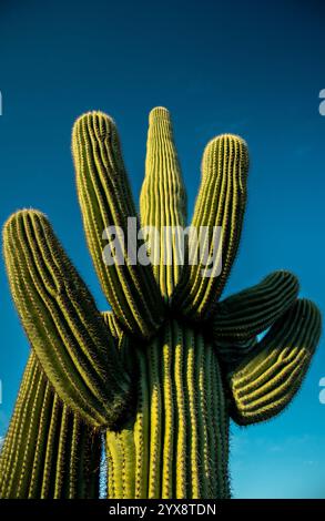 Small Green Arms on A Saguaro Cactus Pop gegen Einen klaren blauen Himmel im Saguaro National Park Stockfoto