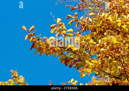 Buche (fagus sylvatica), Nahaufnahme der Blätter des gewöhnlichen Baumes, die ihre strahlenden Herbstfarben vor blauem Himmel zeigen. Stockfoto