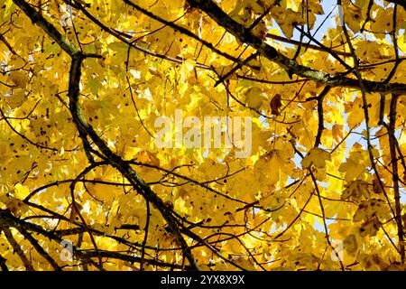 Sycamore (Acer pseudoplatanus), Nahaufnahme der Blätter des gewöhnlichen Baumes, die ihre strahlenden Herbstfarben zeigen, die von der Sonne beleuchtet werden. Stockfoto