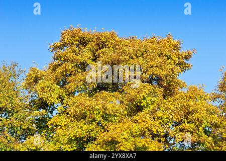 Sycamore (Acer pseudoplatanus), ein einzelnes, hohes, reifes Exemplar des häufig gepflanzten Baumes, das in seinen Herbstfarben vor blauem Himmel glänzt. Stockfoto