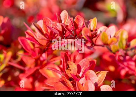 Berberitze (berberis), Nahaufnahme der Blätter des häufig gepflanzten Strauches, die im Herbst hell rot werden. Stockfoto