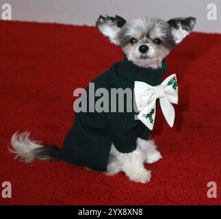 13. Dezember 2024, New York, New York, USA: TINKERBELLE DER HUND, DER auf dem roten Teppich beim iHeartRadioâ Z100 Jingle Ball 2024 im Madison Square Garden zu sehen ist. (Kreditbild: © Nancy Kaszerman/ZUMA Press Wire) NUR REDAKTIONELLE VERWENDUNG! Nicht für kommerzielle ZWECKE! Stockfoto