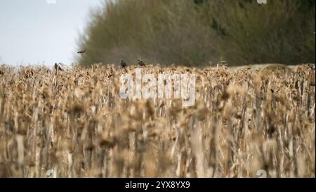 Eine große Schar von Starnen (Sturnus vulgaris), die tief über Wintersonnenblumen fliegen Stockfoto