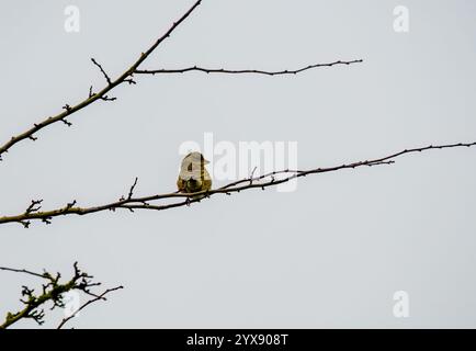 Kaffinchen (Fringilla coelebs), die zwischen Winterzweigen thront Stockfoto