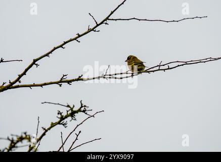 Kaffinchen (Fringilla coelebs), die zwischen Winterzweigen thront Stockfoto