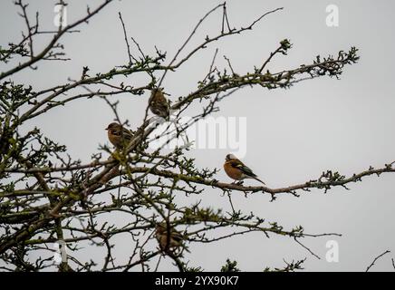 Kaffinchen (Fringilla coelebs), die zwischen Winterzweigen thront Stockfoto