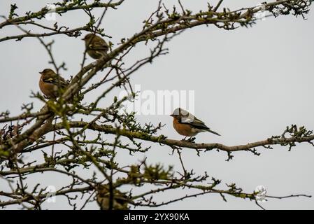 Kaffinchen (Fringilla coelebs), die zwischen Winterzweigen thront Stockfoto