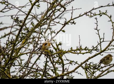 Kaffinchen (Fringilla coelebs), die zwischen Winterzweigen thront Stockfoto