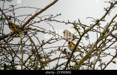 Kaffinchen (Fringilla coelebs), die zwischen Winterzweigen thront Stockfoto