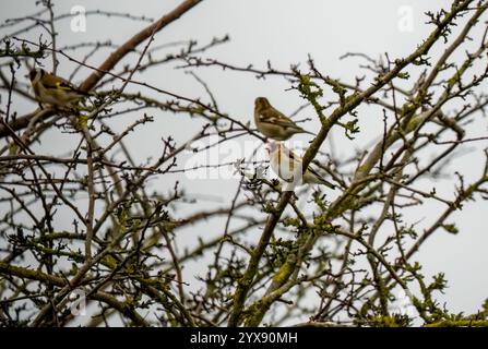 Kaffinchen (Fringilla coelebs), die zwischen Winterzweigen thront Stockfoto