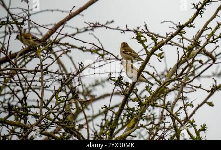 Kaffinchen (Fringilla coelebs), die zwischen Winterzweigen thront Stockfoto